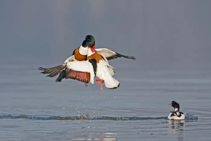 Framed Print : Common Shelduck (Tadorna tadorna) two adult males, in flight, fighting above water during territorial dispute, with female looking on, Suffolk, England, february Framed Print : Common Shelduck (Tadorna tadorna) two adult males, in flight, fighting above water during territorial dispute, with female looking on, Suffolk, England, february