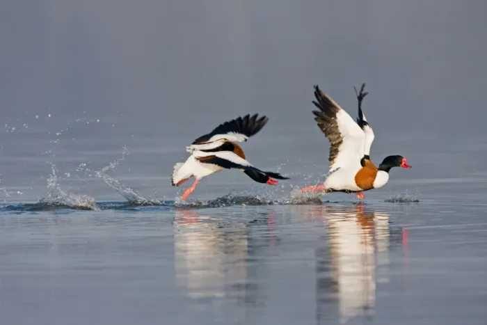Framed Print : Common Shelduck (Tadorna tadorna) two adult males, in flight, dominant male chasing rival across surface of water during territorial dispute, Suffolk, England, february Framed Print : Common Shelduck (Tadorna tadorna) two adult males, in flight, dominant male chasing rival across surface of water during territorial dispute, Suffolk, England, february