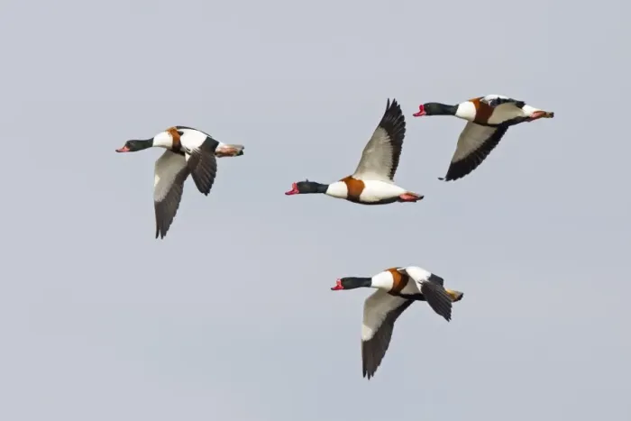 Framed Print : Common Shelduck (Tadorna tadorna) three adult males and one adult female, in flight, Slimbridge, Gloucestershire Framed Print : Common Shelduck (Tadorna tadorna) three adult males and one adult female, in flight, Slimbridge, Gloucestershire