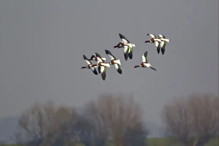 Framed Print : Common Shelduck (Tadorna tadorna) adult males and female, flock, in flight, Slimbridge, Gloucestershire, England, march Framed Print : Common Shelduck (Tadorna tadorna) adult males and female, flock, in flight, Slimbridge, Gloucestershire, England, march