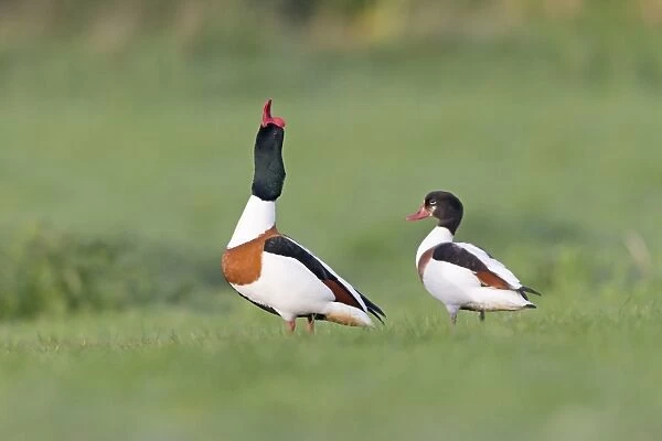 Common Shelduck (Tadorna tadorna) adult pair, male displaying to female, standing on grass, Suffolk, England, April