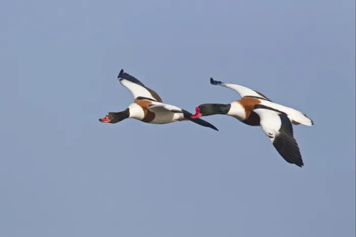 Framed Print : Common Shelduck (Tadorna tadorna) adult pair, in flight, Slimbridge, Gloucestershire, England, february