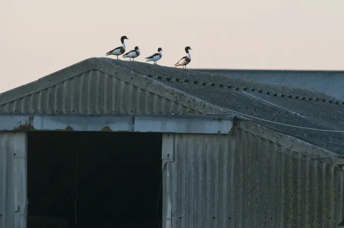 Framed Print : Common Shelduck (Tadorna tadorna) four adults, standing on barn roof, North Kent Marshes, Isle of Sheppey, Kent, England, may