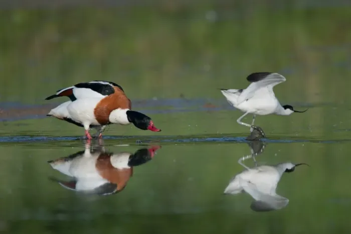 Framed Print : Common Shelduck (Tadorna tadorna) and Eurasian Avocet (Recurvirostra avocetta) adults, in territorial dispute on water, Norfolk, England, may