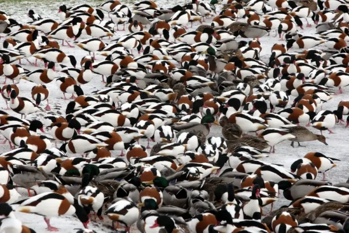 Framed Print : Common Shelduck (Tadorna tadorna) and Mallard Duck (Anas platyrhynchos) mixed flock, feeding on ice at edge of lake, Martin Mere, Lancashire, England, december Framed Print : Common Shelduck (Tadorna tadorna) and Mallard Duck (Anas platyrhynchos) mixed flock, feeding on ice at edge of lake, Martin Mere, Lancashire, England, december