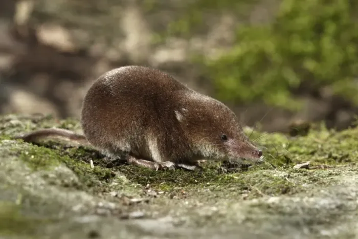 Framed Print : Common Shrew (Sorex araneus) adult, standing on moss, Midlands, England, august Framed Print : Common Shrew (Sorex araneus) adult, standing on moss, Midlands, England, august