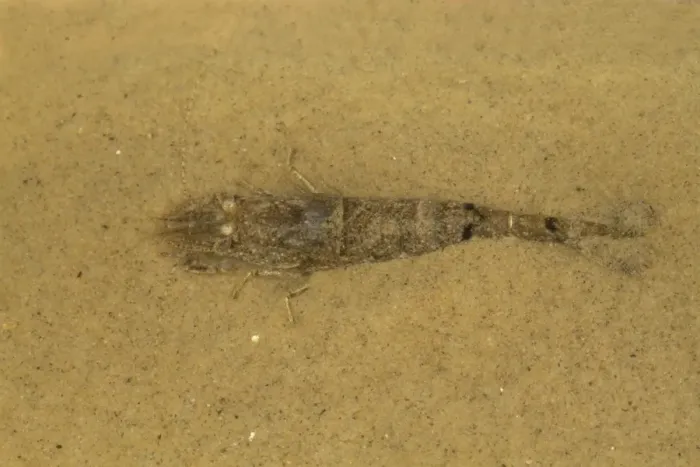 Framed Print : Common Shrimp (Crangon crangon) adult, on sand in shallow water, Norfolk, England, August Framed Print : Common Shrimp (Crangon crangon) adult, on sand in shallow water, Norfolk, England, August