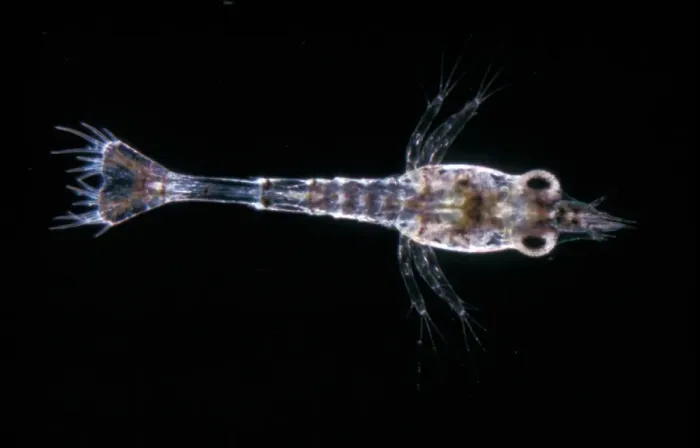 Framed Print : Common Shrimp (Crangon vulgaris) 1st larva / x 9 Framed Print : Common Shrimp (Crangon vulgaris) 1st larva / x 9