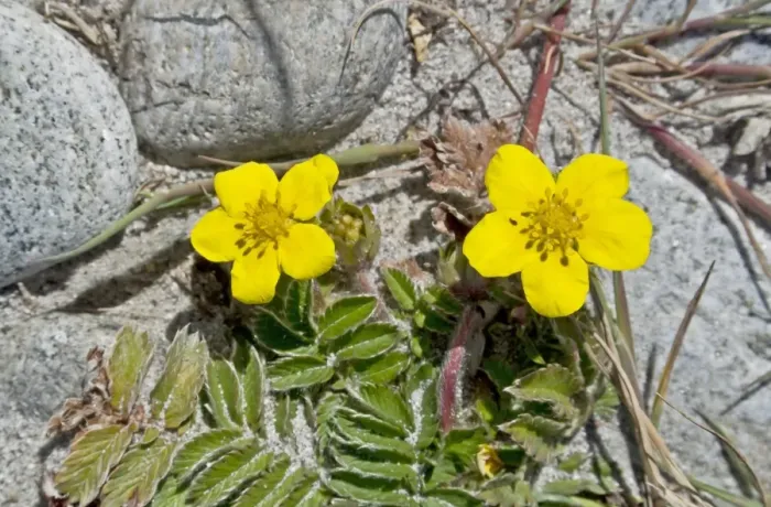 Framed Print : Common Silverweed (Potentilla anserina) close-up of flowers, growing on pebble beach, North Uist, Outer Hebrides