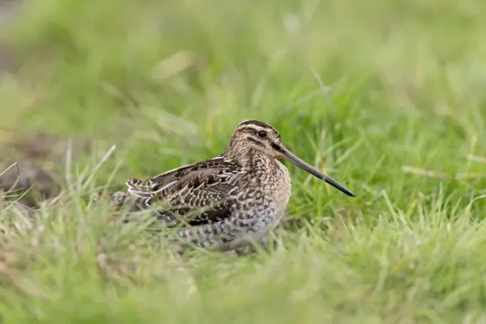 Framed Print : Common Snipe (Gallinago gallinago) adult, standing on grass, Suffolk, England, September Framed Print : Common Snipe (Gallinago gallinago) adult, standing on grass, Suffolk, England, September