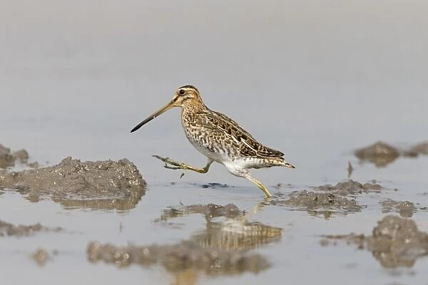 Common Snipe (Gallinago gallinago) adult, running across mud in shallow water, Suffolk, England, September