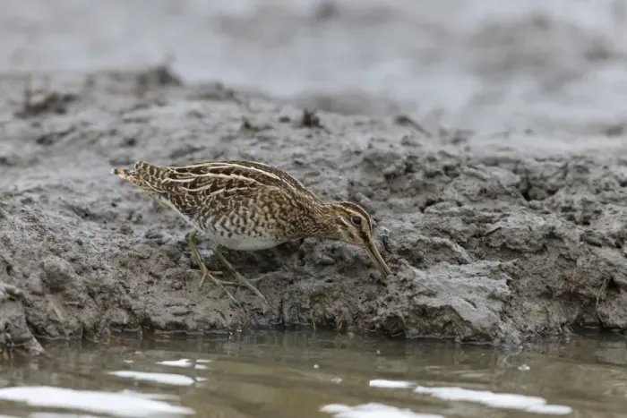 Framed Print : Common Snipe (Gallinago gallinago) adult, feeding on mud at edge of water, Suffolk, England, September