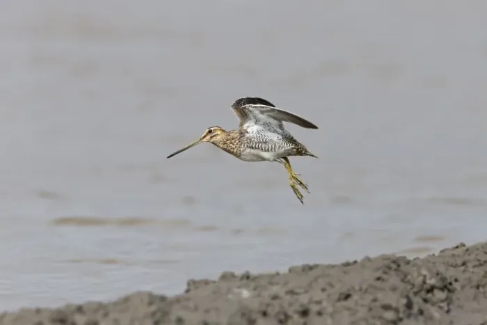 Framed Print : Common Snipe (Gallinago gallinago) adult, in flight over mud at edge of water, Suffolk, England, September Framed Print : Common Snipe (Gallinago gallinago) adult, in flight over mud at edge of water, Suffolk, England, September