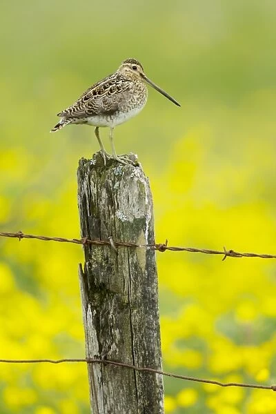 Common Snipe (Gallinago gallinago) adult, standing on fencepost with flowering buttercup meadow in background, Iceland