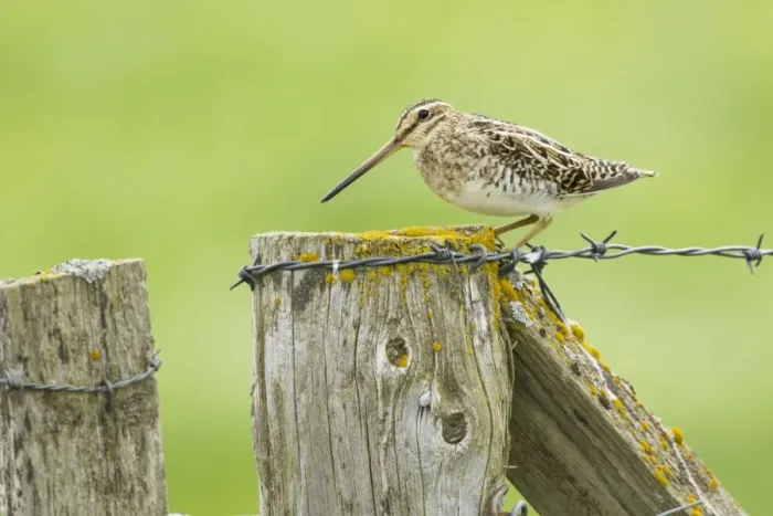 Framed Print : Common Snipe (Gallinago gallinago) adult, standing on fencepost, Iceland, June Framed Print : Common Snipe (Gallinago gallinago) adult, standing on fencepost, Iceland, June