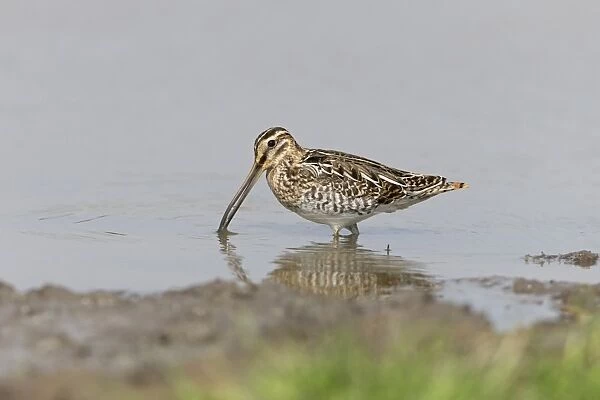 Common Snipe (Gallinago gallinago) adult, feeding on mud in shallow water, Suffolk, England, September
