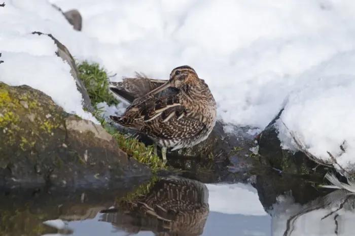 Framed Print : Common Snipe (Gallinago gallinago) adult, preening, standing on snow covered bank of pond, Salthouse, Norfolk, England, december Framed Print : Common Snipe (Gallinago gallinago) adult, preening, standing on snow covered bank of pond, Salthouse, Norfolk, England, december