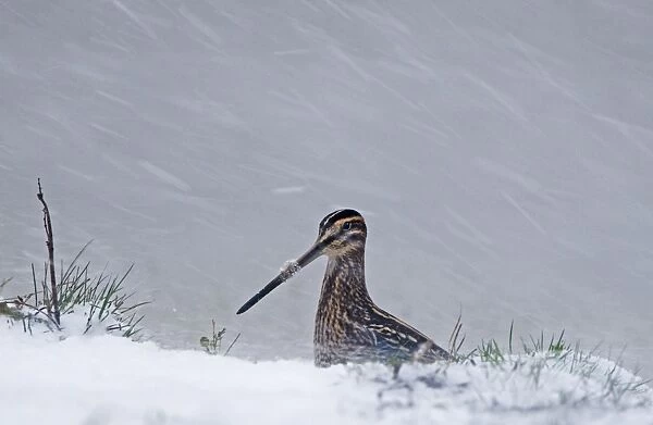 Common Snipe (Gallinago gallinago) adult, standing in snow during blizzard, Cley, Norfolk, England, november