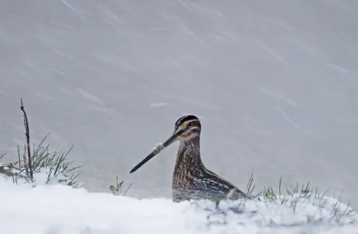 Framed Print : Common Snipe (Gallinago gallinago) adult, standing in snow during blizzard, Cley, Norfolk, England, november Framed Print : Common Snipe (Gallinago gallinago) adult, standing in snow during blizzard, Cley, Norfolk, England, november