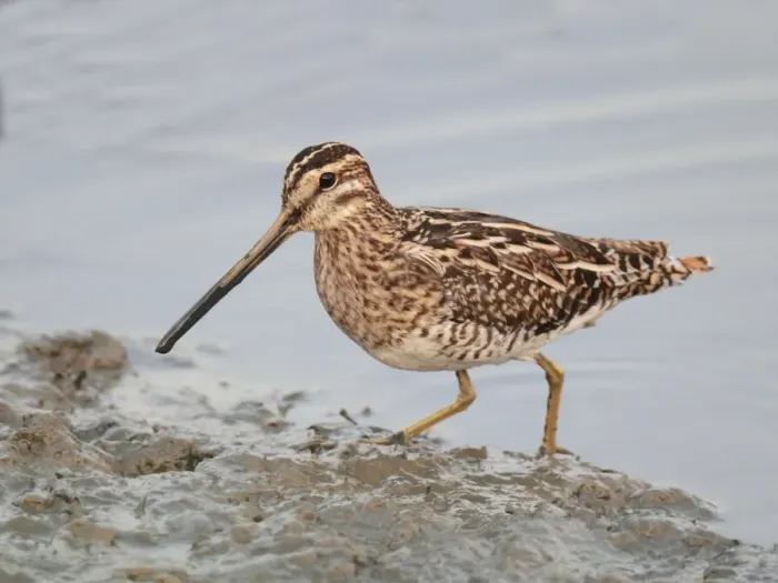 Framed Print : Common Snipe (Gallinago gallinago) adult, foraging in mud at edge of shoreline, Hong Kong, China, november Framed Print : Common Snipe (Gallinago gallinago) adult, foraging in mud at edge of shoreline, Hong Kong, China, november