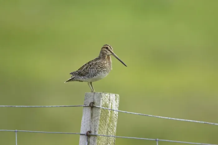 Framed Print : Common Snipe (Gallinago gallinago) adult, standing on fencepost, Mainland, Shetland Islands, Scotland Framed Print : Common Snipe (Gallinago gallinago) adult, standing on fencepost, Mainland, Shetland Islands, Scotland