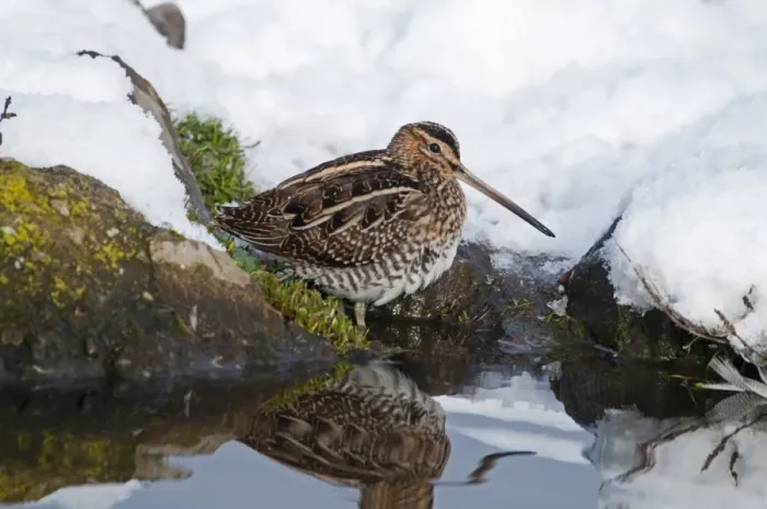 Framed Print : Common Snipe (Gallinago gallinago) adult, foraging on snow covered bank of pond, Salthouse, Norfolk, England, december
