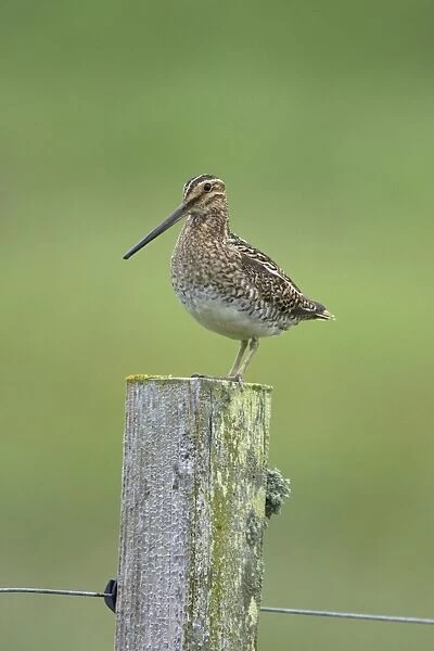 Common Snipe (Gallinago gallinago) adult, standing on lichen covered fencepost, Mainland, Orkney, Scotland, june
