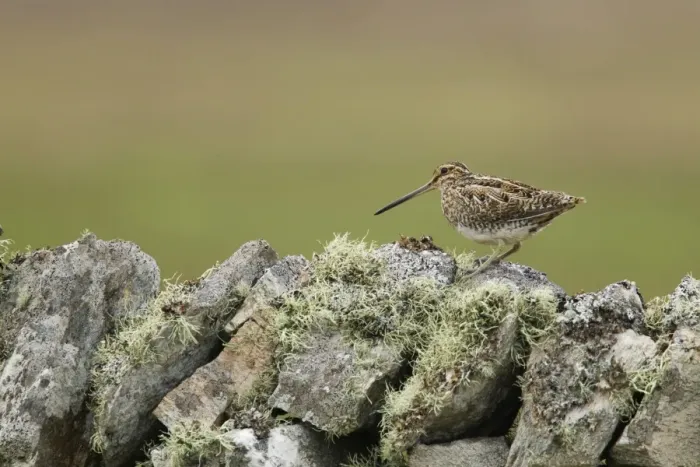 Framed Print : Common Snipe (Gallinago gallinago) adult, standing on lichen covered drystone wall, Shetland Islands, Scotland, June Framed Print : Common Snipe (Gallinago gallinago) adult, standing on lichen covered drystone wall, Shetland Islands, Scotland, June