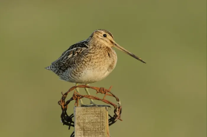 Framed Print : Common Snipe (Gallinago gallinago) adult, standing on fencepost with rusty barbed wire, Iceland, June Framed Print : Common Snipe (Gallinago gallinago) adult, standing on fencepost with rusty barbed wire, Iceland, June