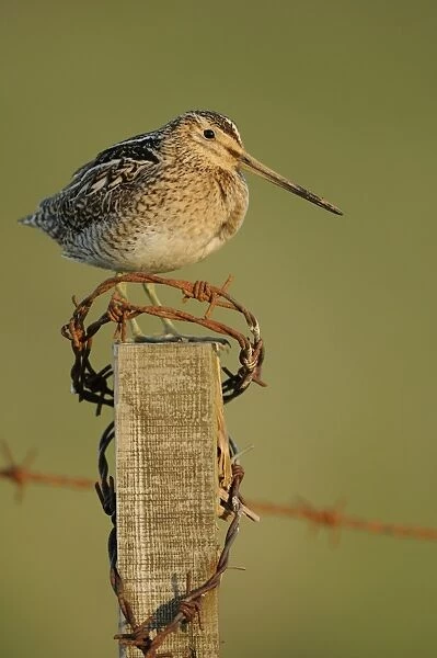Common Snipe (Gallinago gallinago) adult, standing on fencepost with rusty barbed wire, Iceland, June