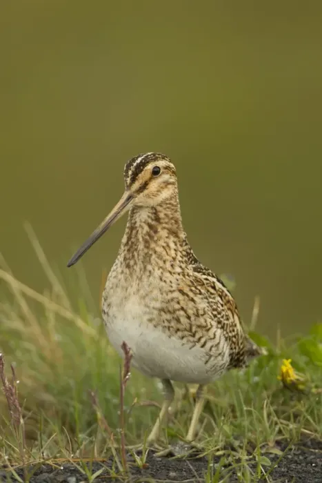 Framed Print : Common Snipe (Gallinago gallinago) adult, standing on moorland, Iceland, June Framed Print : Common Snipe (Gallinago gallinago) adult, standing on moorland, Iceland, June