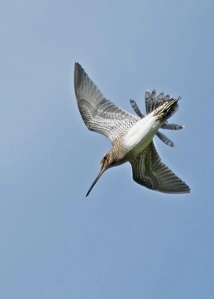 Common Snipe (Gallinago gallinago) adult, in drumming display flight with spread outer tail feathers, Shetland Islands