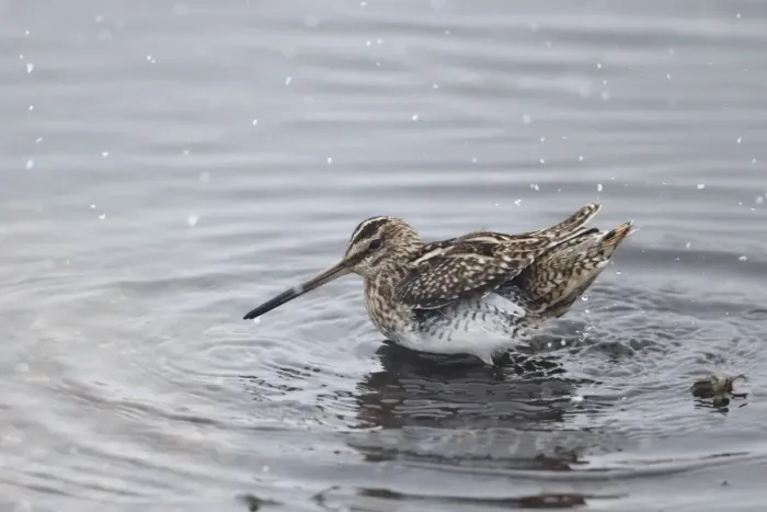 Framed Print : Common Snipe (Gallinago gallinago) adult, bathing in shallow water during snowfall, Warwickshire, England, March Framed Print : Common Snipe (Gallinago gallinago) adult, bathing in shallow water during snowfall, Warwickshire, England, March