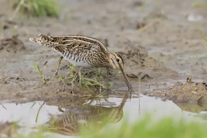 Framed Print : Common Snipe (Gallinago gallinago) adult, feeding in shallow water, standing on mud, Suffolk, England, August Framed Print : Common Snipe (Gallinago gallinago) adult, feeding in shallow water, standing on mud, Suffolk, England, August