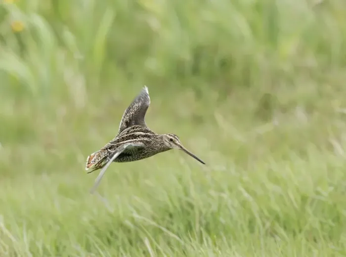 Framed Print : Common Snipe (Gallinago gallinago) adult, in flight, landing in meadow, Sussex, England, May