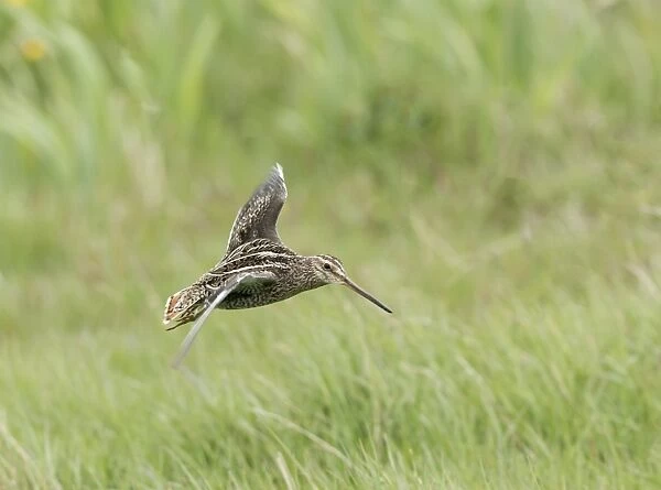 Common Snipe (Gallinago gallinago) adult, in flight, landing in meadow, Sussex, England, May