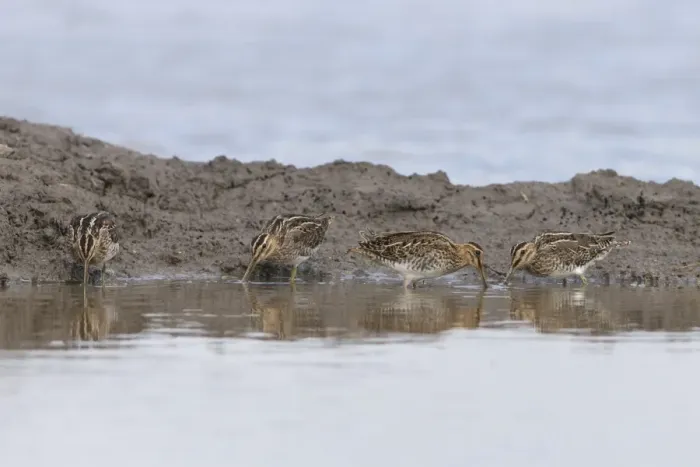 Framed Print : Common Snipe (Gallinago gallinago) four adults, feeding on mud in shallow water, Suffolk, England, September Framed Print : Common Snipe (Gallinago gallinago) four adults, feeding on mud in shallow water, Suffolk, England, September