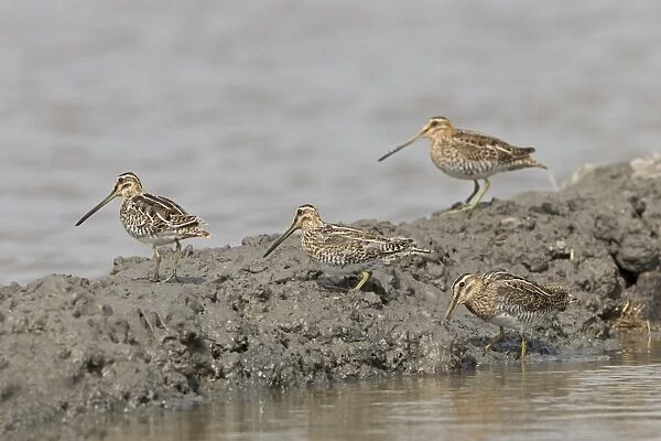 Common Snipe (Gallinago gallinago) four adults, standing on mud at edge of water, Suffolk, England, September