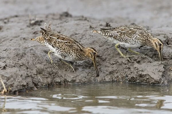 Common Snipe (Gallinago gallinago) two adults, feeding on mud at edge of water, Suffolk, England, September