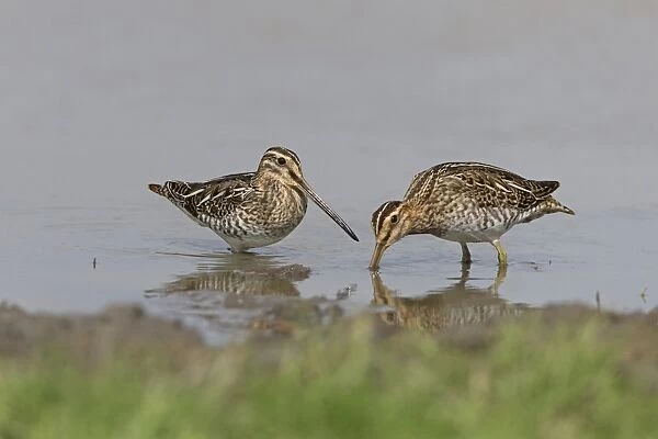 Common Snipe (Gallinago gallinago) two adults, feeding on mud in shallow water, Suffolk, England, September