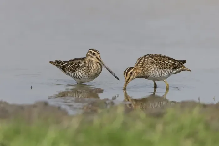 Framed Print : Common Snipe (Gallinago gallinago) two adults, feeding on mud in shallow water, Suffolk, England, September Framed Print : Common Snipe (Gallinago gallinago) two adults, feeding on mud in shallow water, Suffolk, England, September