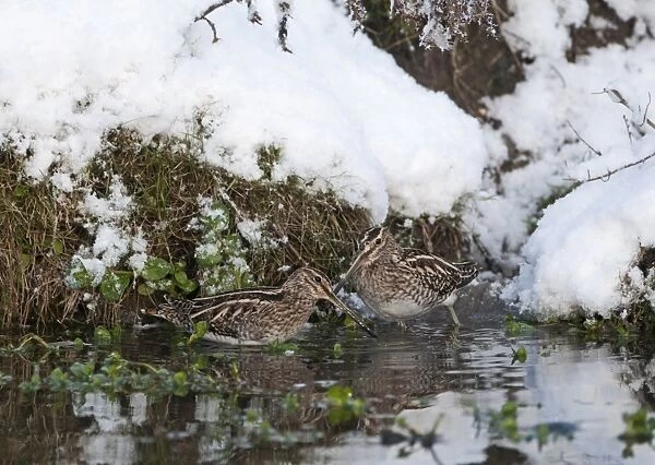 Common Snipe (Gallinago gallinago) two adults, feeding in water at edge of snow covered bank, Norfolk, England