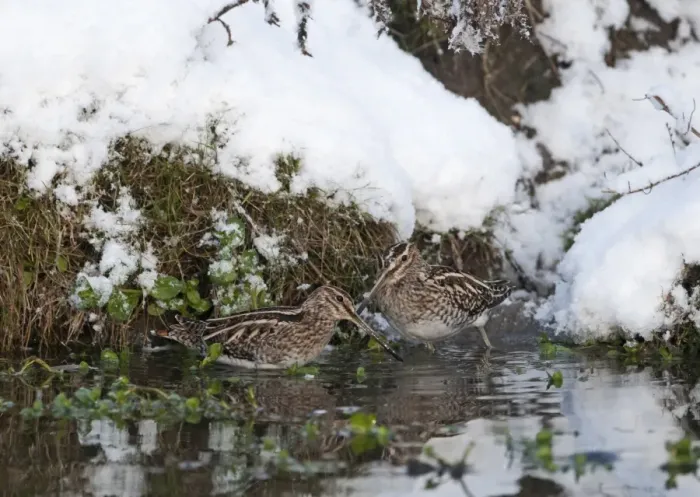 Framed Print : Common Snipe (Gallinago gallinago) two adults, feeding in water at edge of snow covered bank, Norfolk, England Framed Print : Common Snipe (Gallinago gallinago) two adults, feeding in water at edge of snow covered bank, Norfolk, England