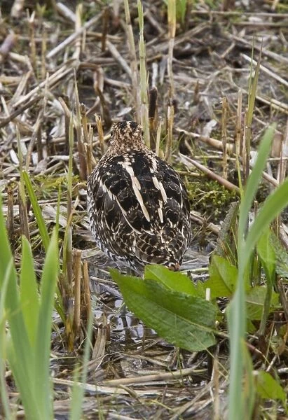 Common Snipe in marshland habitat at RSPB Minsmere, Suffolk. Note the well placed eyes which give it 360 degree view