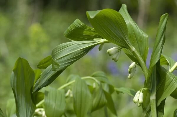 Common Solomons Seal (Polygonatum multiflorum) woodland plant coming into flower with upper leaves unfurling