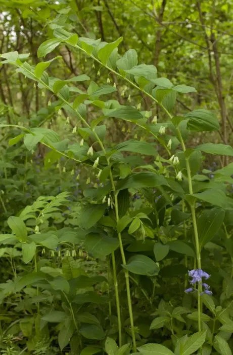 Framed Print : Common Solomons Seal (Polygonatum multiflorum) flowering, growing in woodland, Garston Wood RSPB Nature Reserve Framed Print : Common Solomons Seal (Polygonatum multiflorum) flowering, growing in woodland, Garston Wood RSPB Nature Reserve