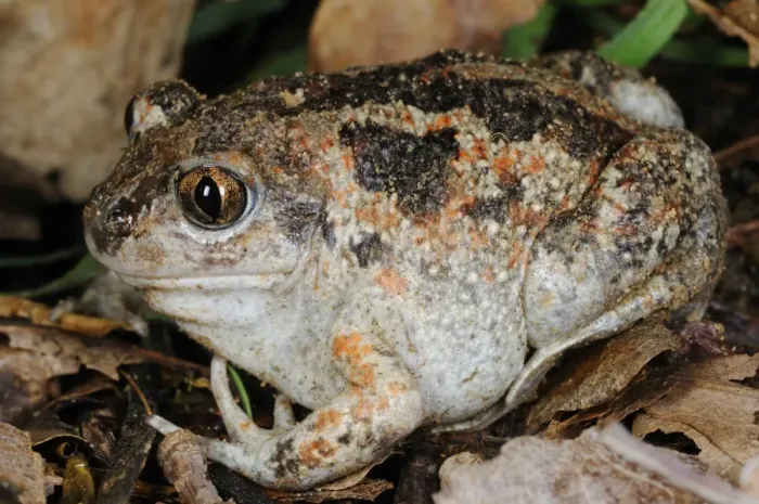 Framed Print : Common Spadefoot (Pelobates fuscus insubricus) adult, sitting on leaf litter, Italy, april Framed Print : Common Spadefoot (Pelobates fuscus insubricus) adult, sitting on leaf litter, Italy, april