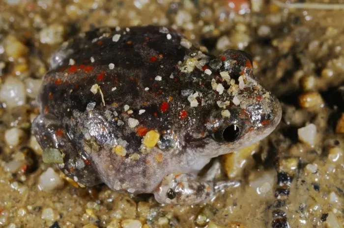 Framed Print : Common Spadefoot (Pelobates fuscus) juvenile, emerging from sandy soil, Italy, july Framed Print : Common Spadefoot (Pelobates fuscus) juvenile, emerging from sandy soil, Italy, july