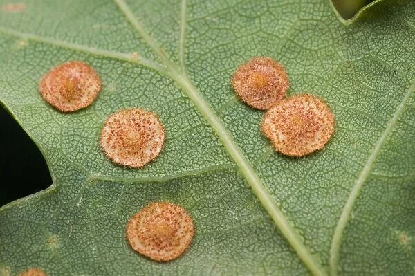 Common Spangle Gall Wasp (Neuroterus quercusbaccarum) galls, on underside of Oak (Quercus sp. ) leaf