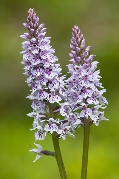 Common Spotted Orchid (Dactylorhiza fuchsii) close-up of two flowerspikes, growing on chalk grassland, North Downs